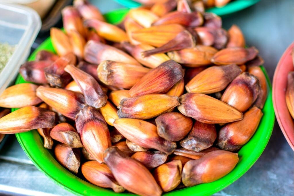 Temporada do pinhão muda no Paraná: veja a nova data para o consumo em 2026