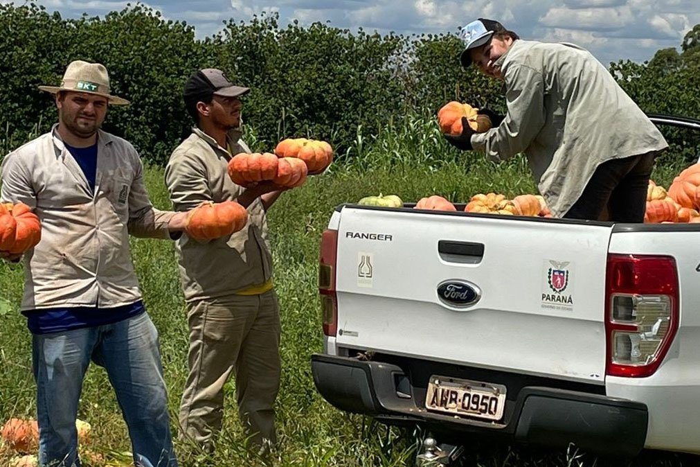 Cultura da abóbora movimenta R$ 106 milhões e impulsiona economia de 330 municípios no Paraná