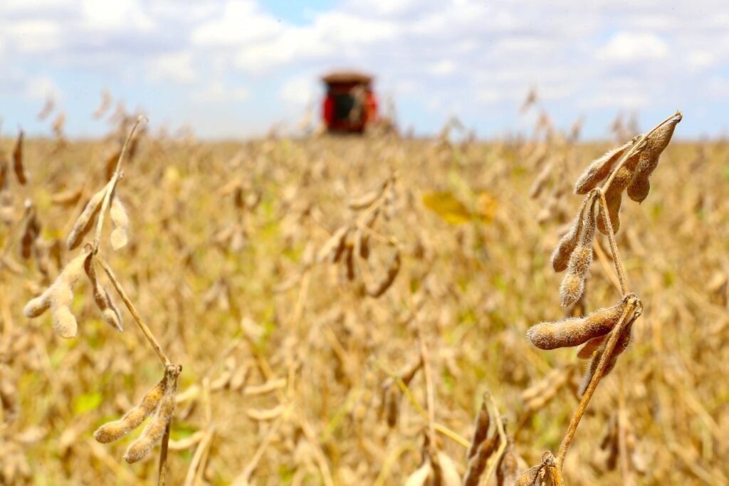 Agronegócio em alta: safra paranaense ganha fôlego com 306 mil toneladas extras