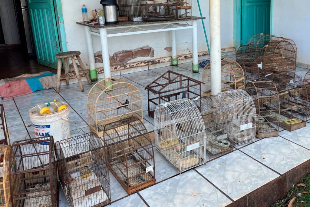 IAT e Polícia Civil estouram cativeiro e resgatam dezenas de pássaros em Assis Chateaubriand
