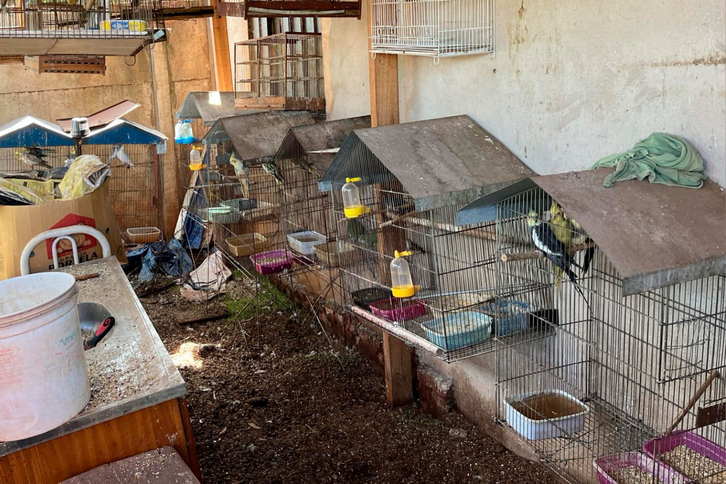 IAT e Polícia Civil estouram cativeiro e resgatam dezenas de pássaros em Assis Chateaubriand