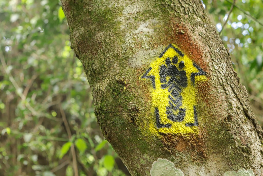Litoral aos Andes: conheça as cidades paranaenses na rota ancestral dos Caminhos do Peabiru