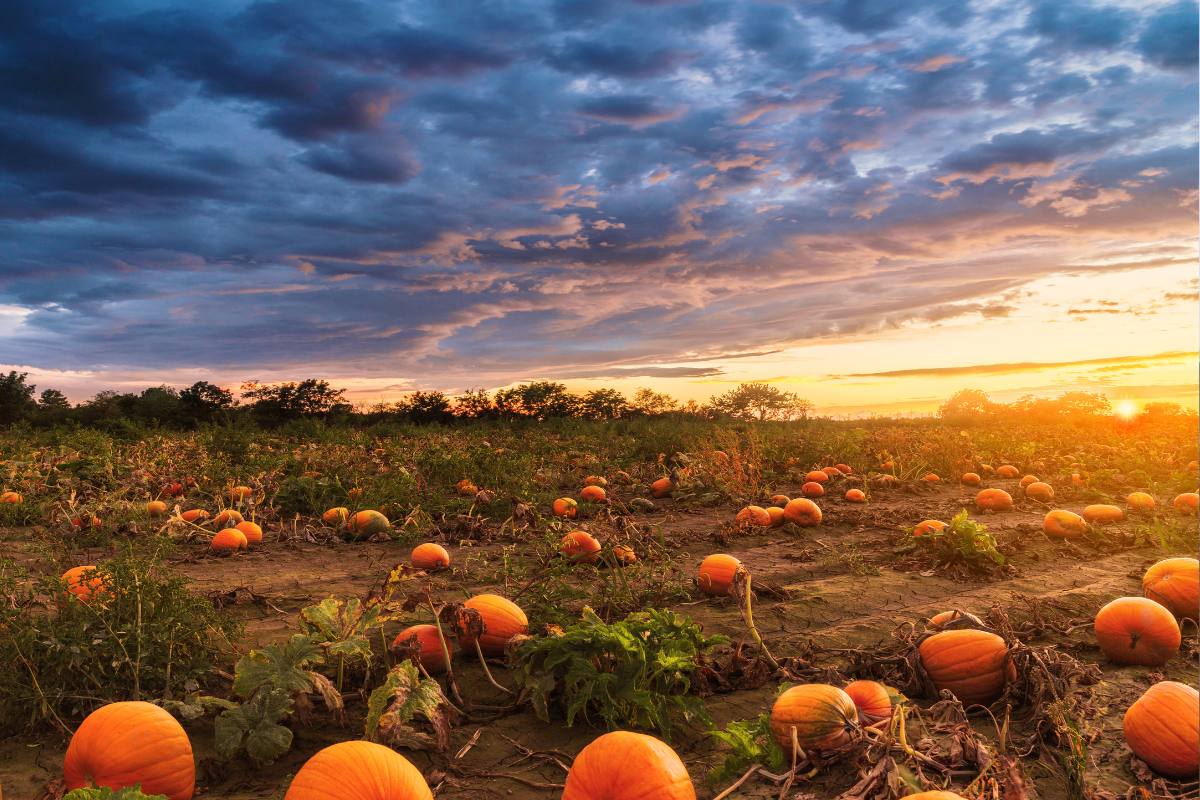 Cultura da abóbora movimenta R$ 106 milhões e impulsiona economia de 330 municípios no Paraná