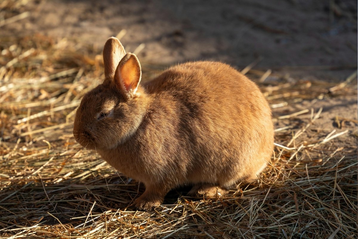 Criação de coelhos gera R$ 1,8 milhão no Paraná e busca mercado exportador