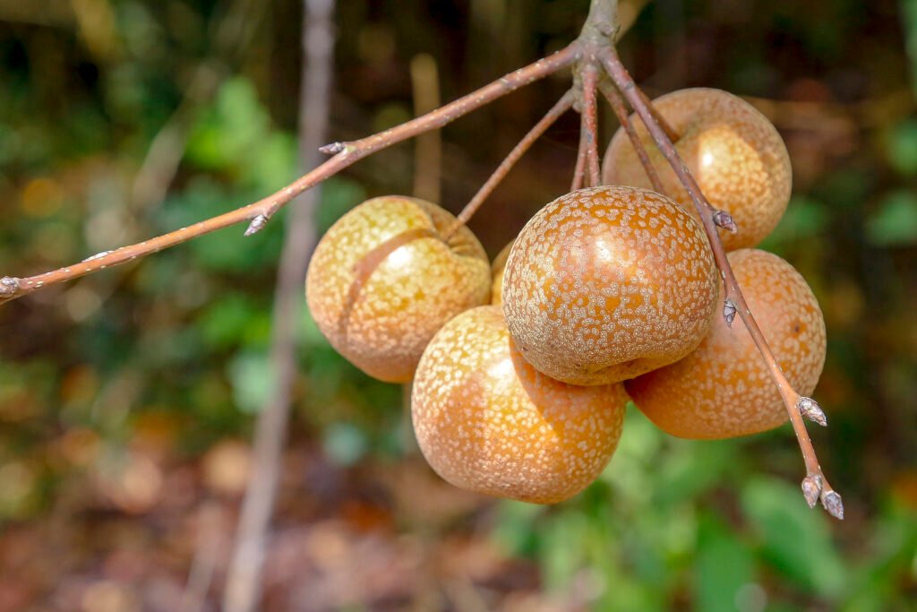 Cultivo de pera reage e consolida o Paraná como o 3º maior produtor do Brasil