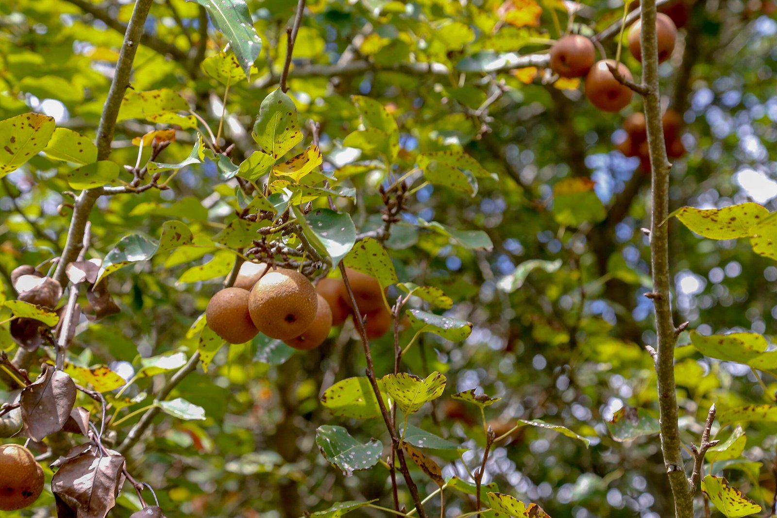 Cultivo de pera reage e consolida o Paraná como o 3º maior produtor do Brasil
