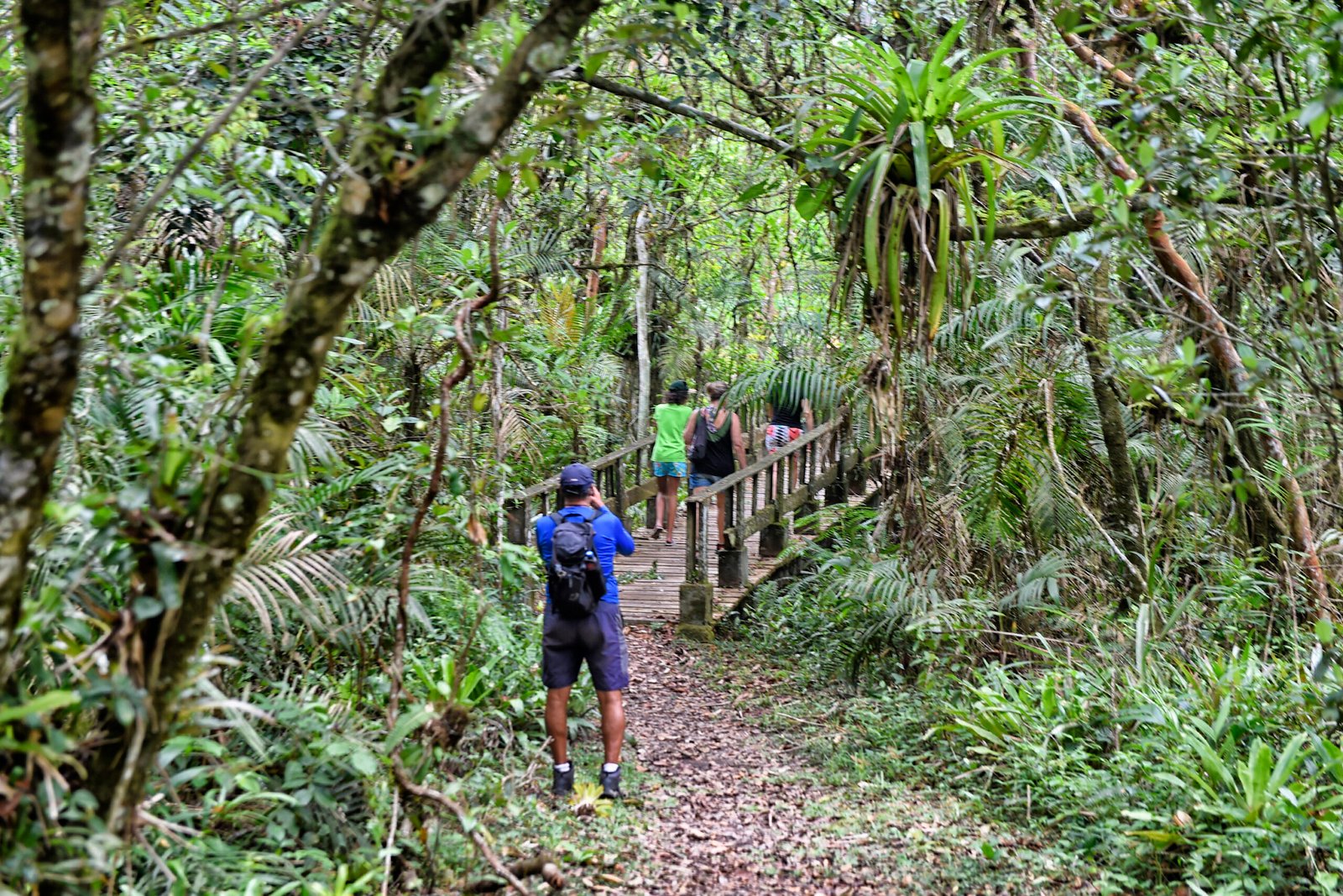 Muito além da praia: Parque Rio da Onça revela o coração da Mata Atlântica em Matinhos