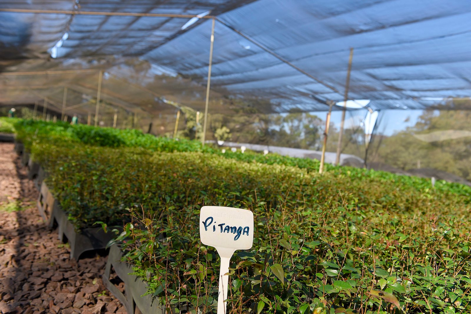 Paraná alcança marca de 13 milhões de mudas nativas distribuídas e vive boom de reflorestamento