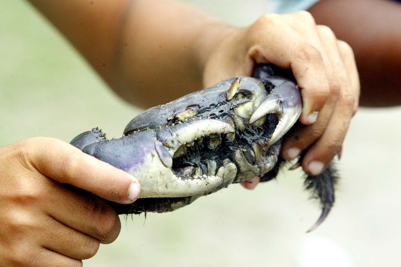 Captura proibida: período de defeso do caranguejo começa neste domingo no Paraná