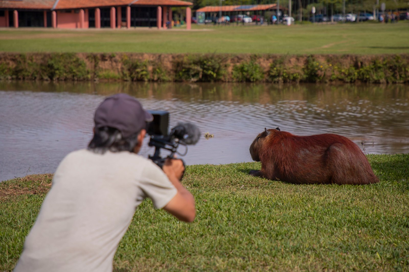 Fama internacional: capivaras de Curitiba estrelam documentário da TV pública do Japão