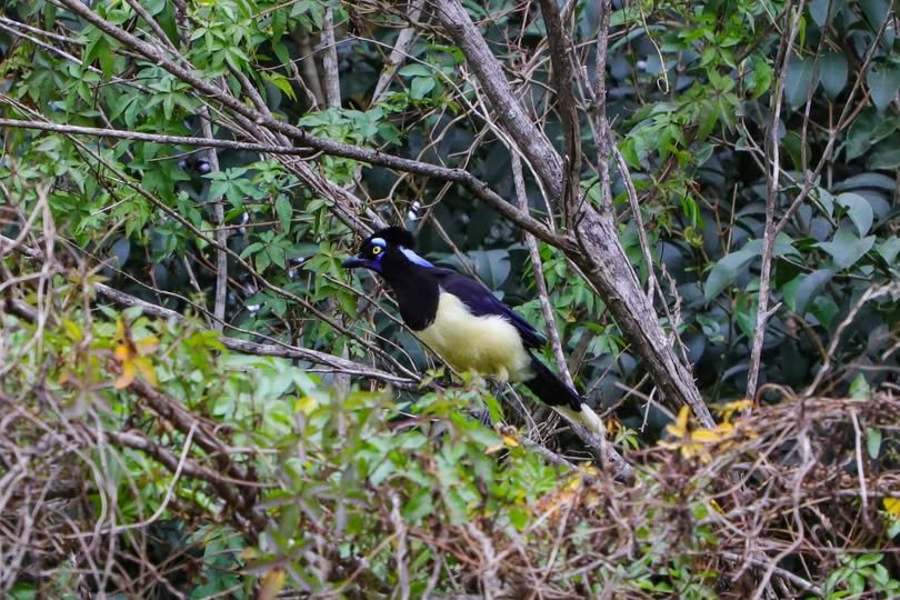 Fauna livre: Zoológico de Curitiba ensina visitantes a observar aves e animais soltos