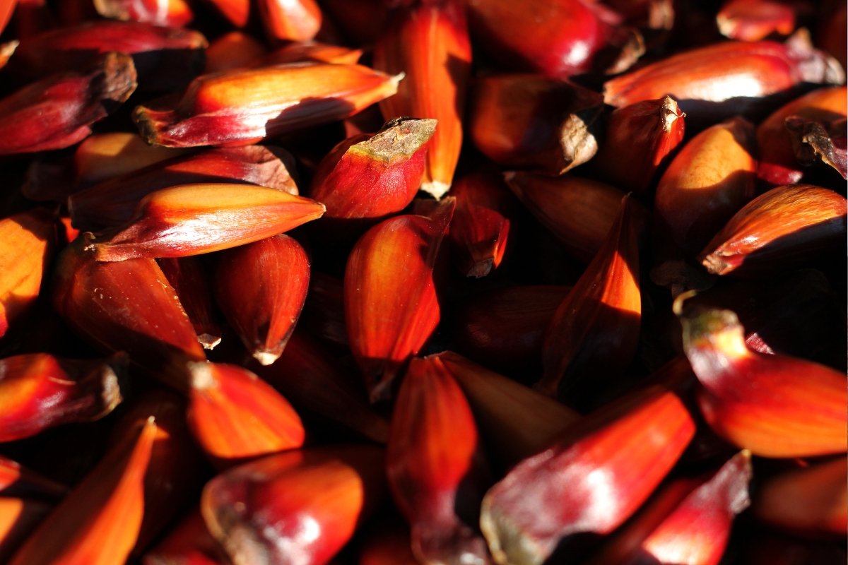 Fim da espera: nova temporada de colheita e venda do pinhão começa hoje no Paraná