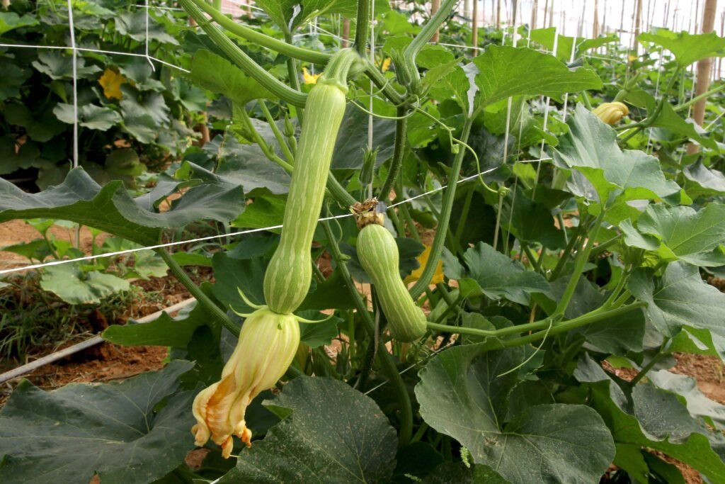 Abobrinha: Paraná se consolida como 4º maior produtor da hortaliça do Brasil