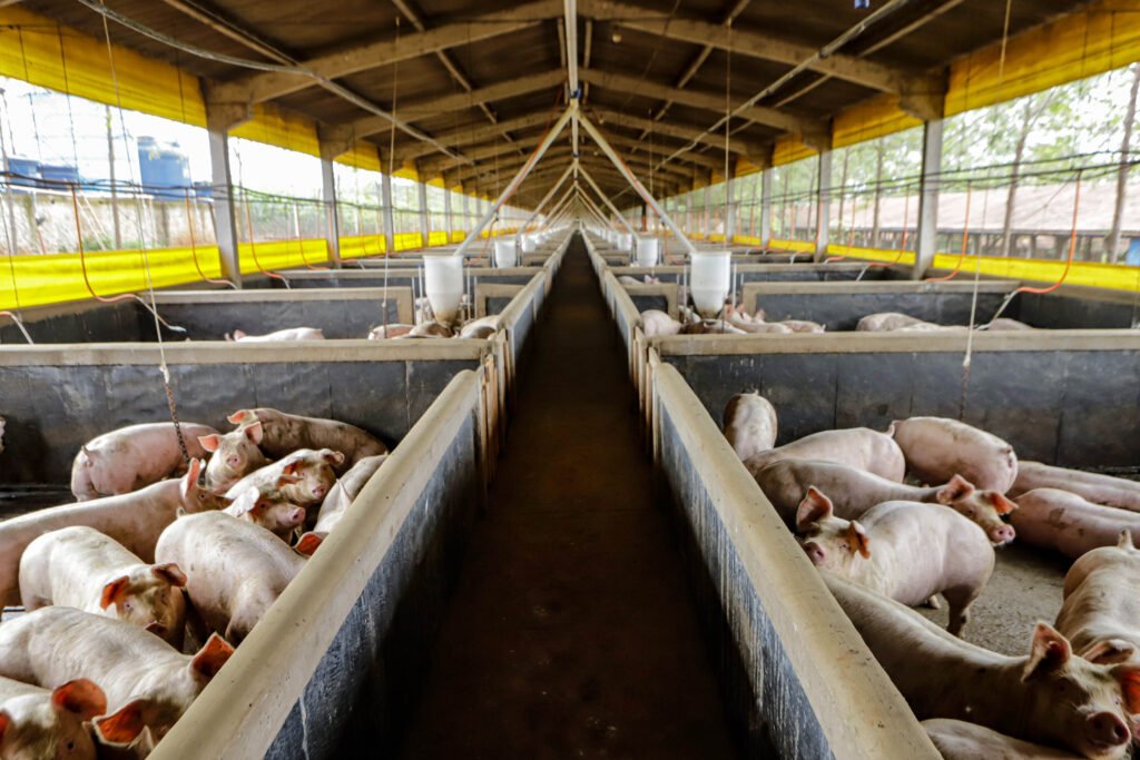 Dinâmica de preços: nova safra deve baratear o café, enquanto entressafra eleva valor do leite no Paraná