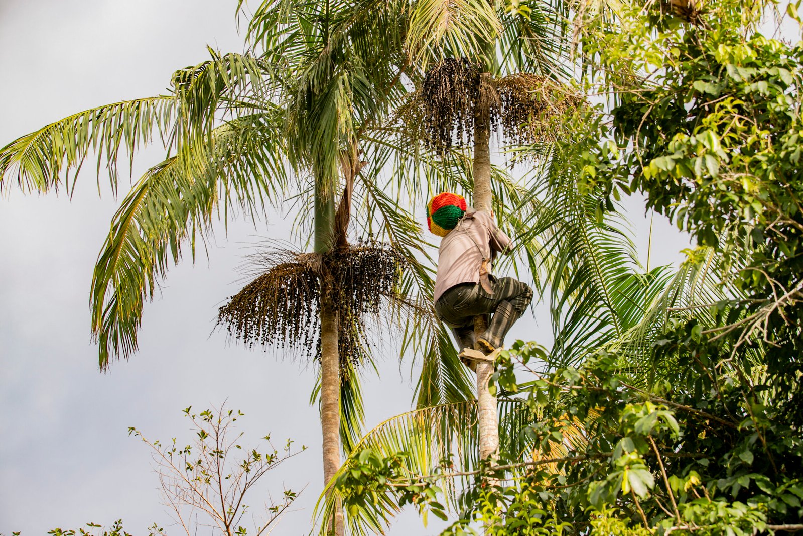 Ouro roxo da Mata Atlântica: açaí juçara vira fonte de renda para comunidades caiçaras no Litoral