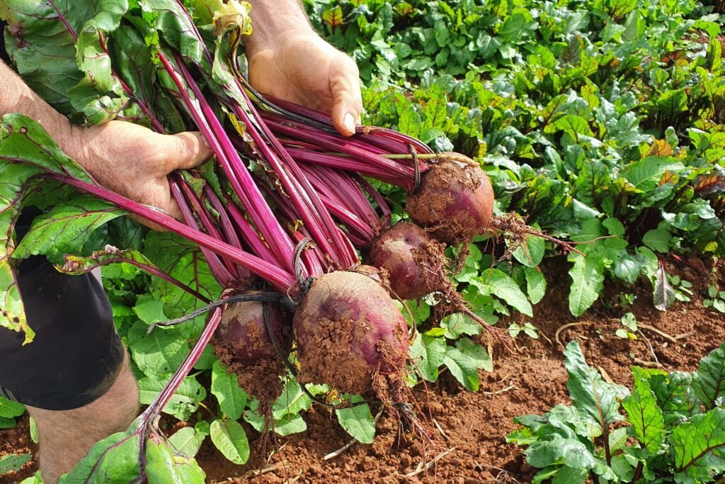 Pelo 8º ano consecutivo, Paraná lidera o fornecimento de carne suína para o mercado interno brasileiro