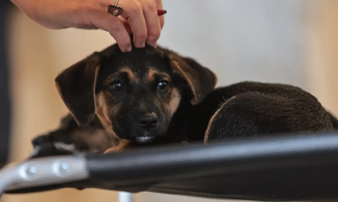 Lei institui guarda compartilhada de pets: veja como funciona a divisão após a separação