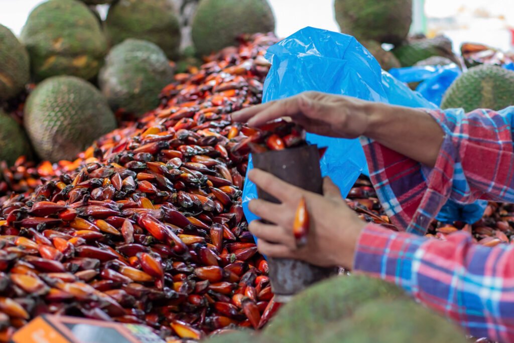 Fim da espera: nova temporada de colheita e venda do pinhão começa hoje no Paraná