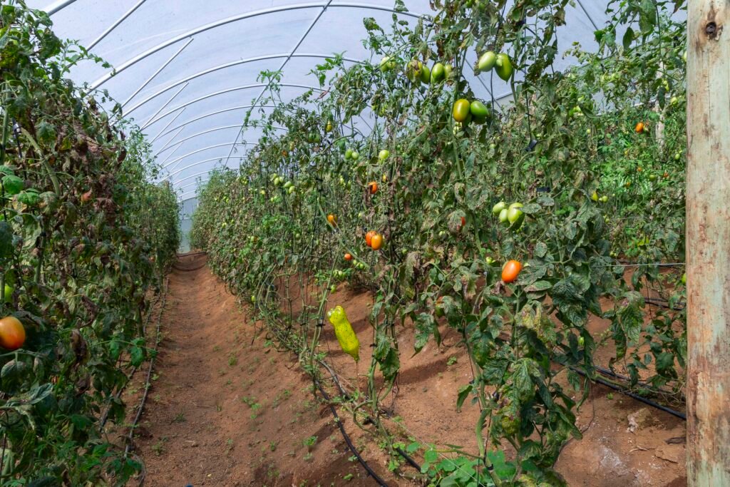 Mercado em alta: Paraná concentra 20% da produção de orgânicos do Brasil e lidera ranking nacional