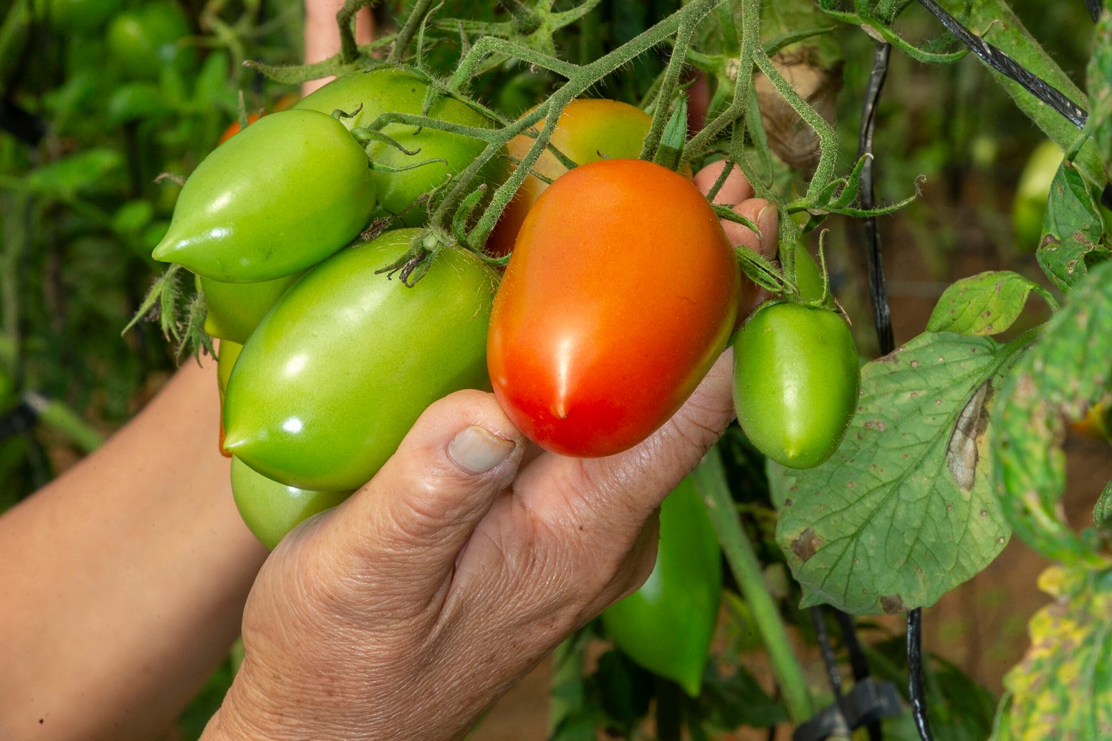 Mercado em alta: Paraná concentra 20% da produção de orgânicos do Brasil e lidera ranking nacional