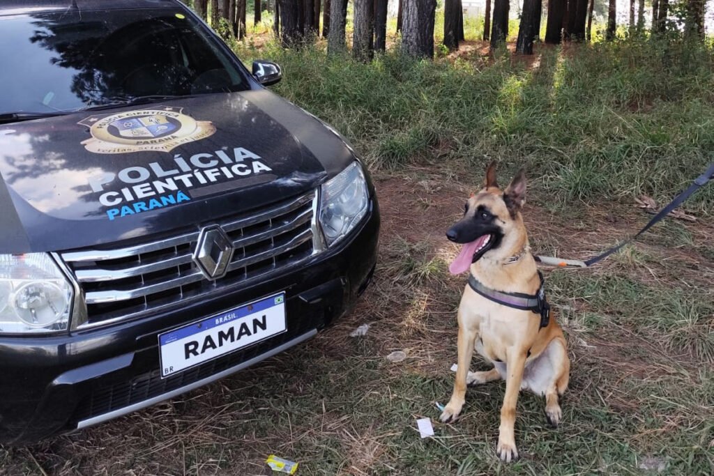 O faro exclusivo da Polícia Científica: pastor-belga paranaense é um dos únicos do Brasil a detectar sangue