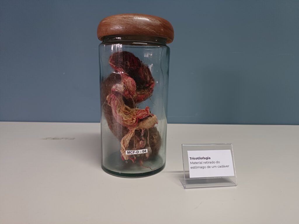 Do Egito Antigo à Fórmula 1: conheça os museus mais surpreendentes de Curitiba