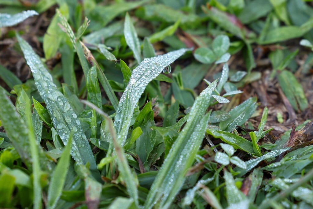Onda de frio no Paraná: chuva congelada e termômetros marcam -2,4°C nesta segunda
