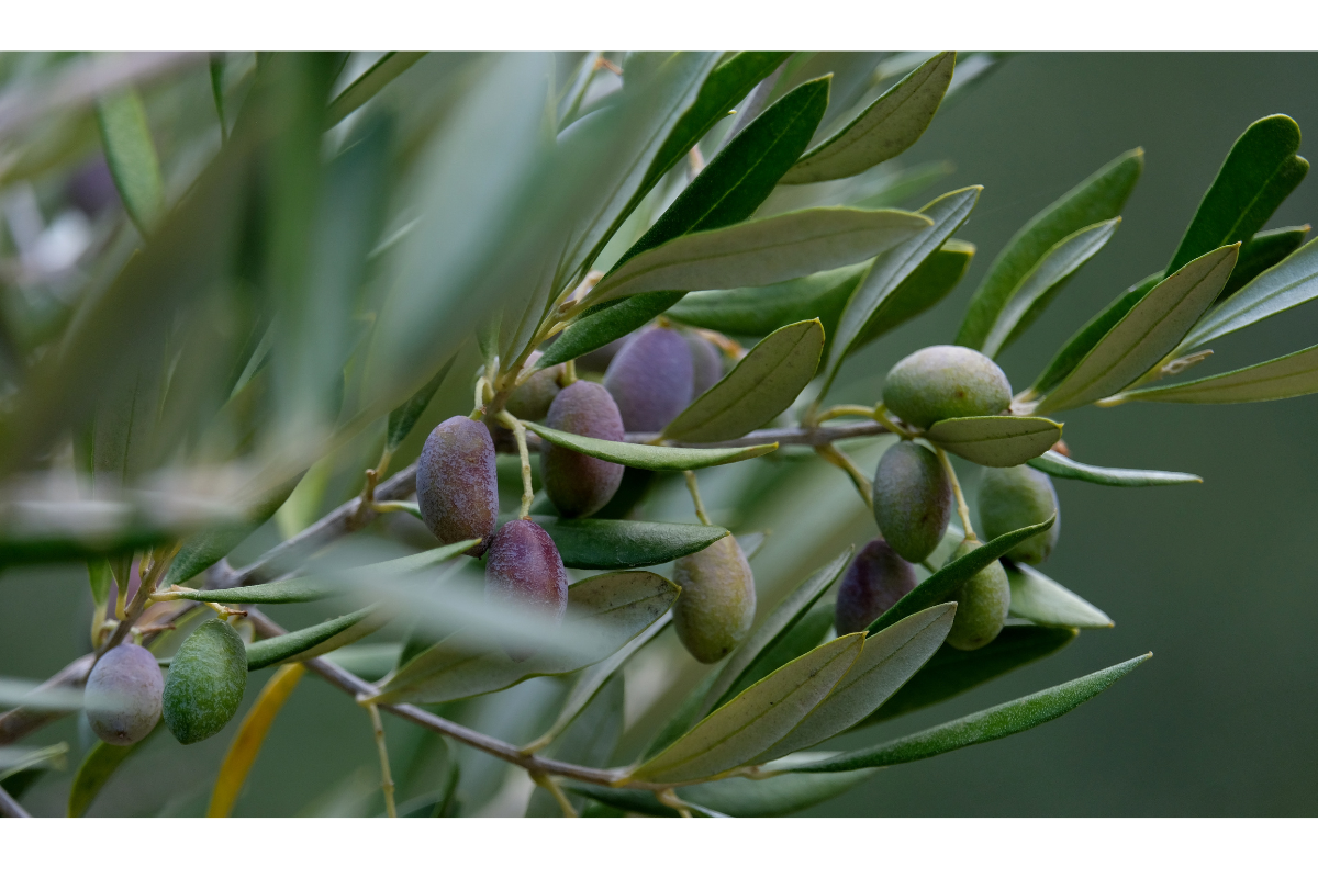 Cultivo de oliveiras vira nova oportunidade de ouro para o agronegócio