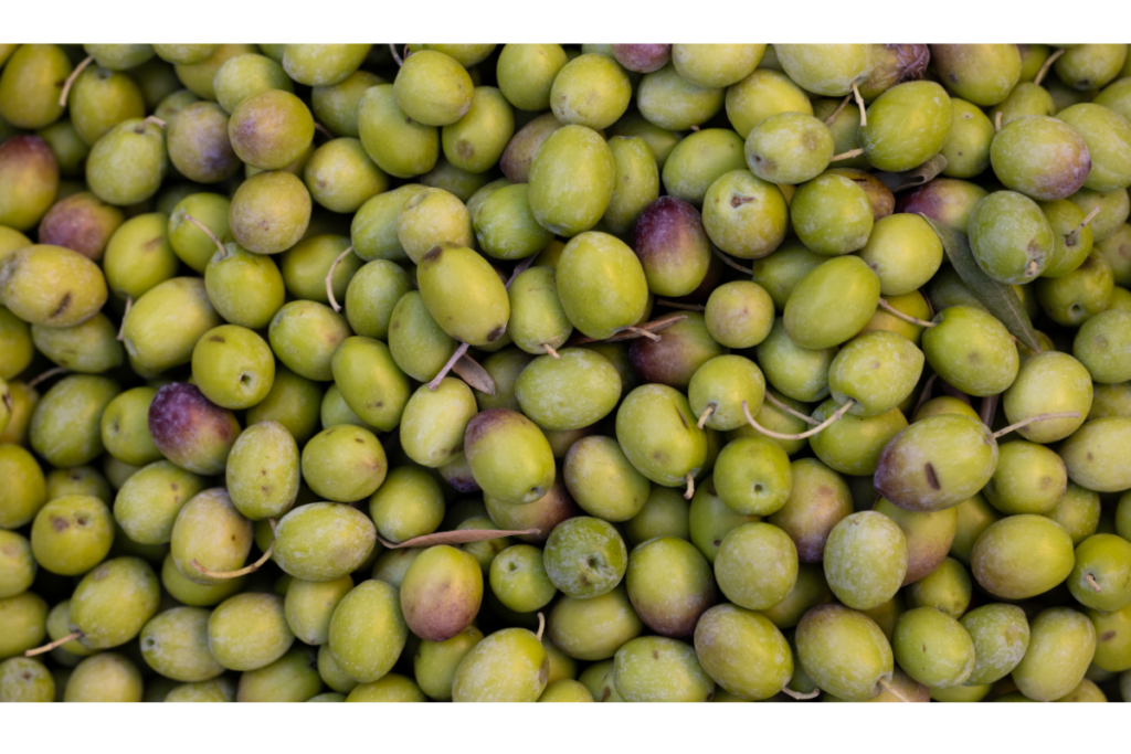 Cultivo de oliveiras vira nova oportunidade de ouro para o agronegócio