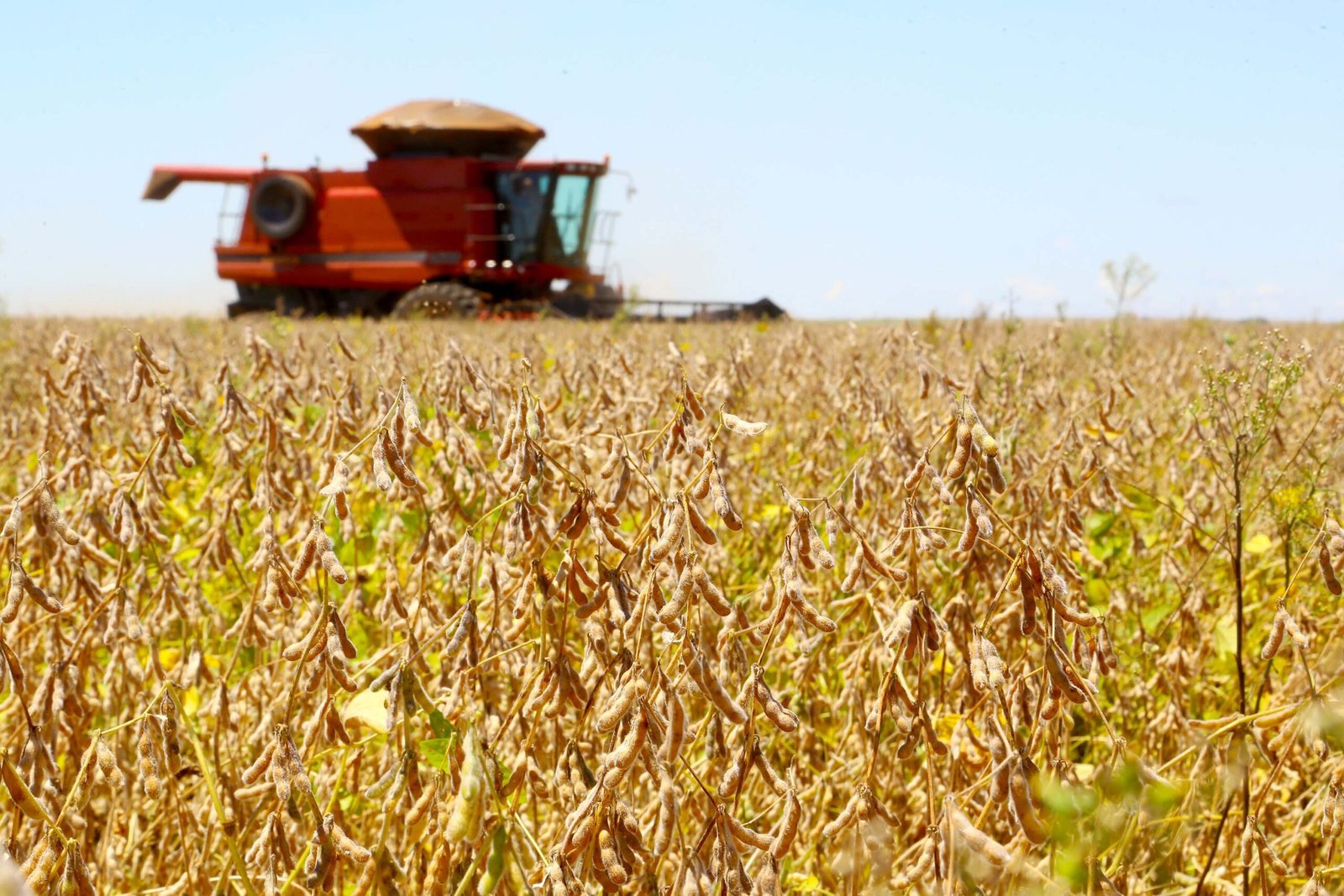 Safra do Paraná: produção de soja e milho deve alcançar 39,1 milhões de toneladas