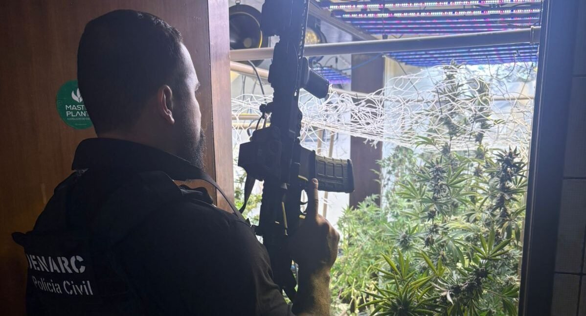 Polícia civil fecha laboratório de maconha em Curitiba e apreende R$ 1,6 milhão em drogas