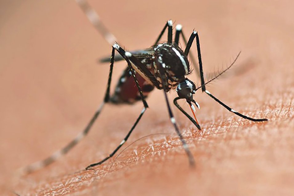 Como os 'mosquitos do bem' vão blindar Cascavel contra a dengue e aliviar a saúde pública