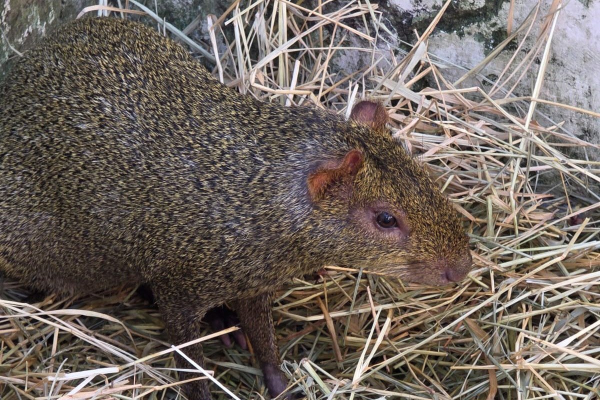 Paraná cria nova superintendência para reforçar proteção de animais domésticos e silvestres