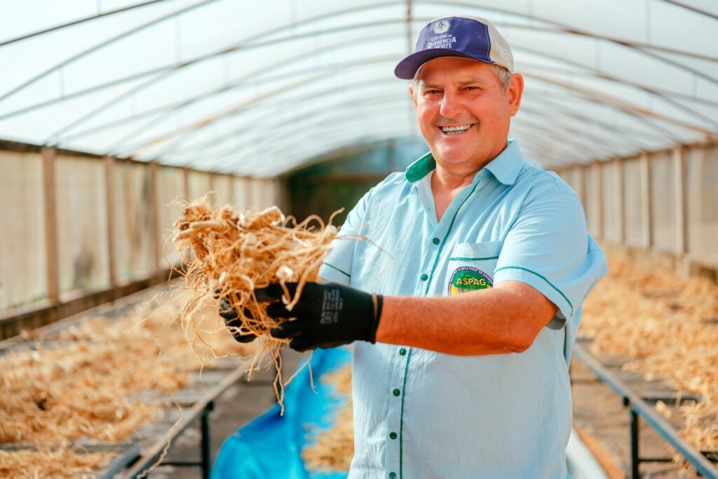 Ginseng de Querência do Norte é exportado para a França e ganha certificação nacional