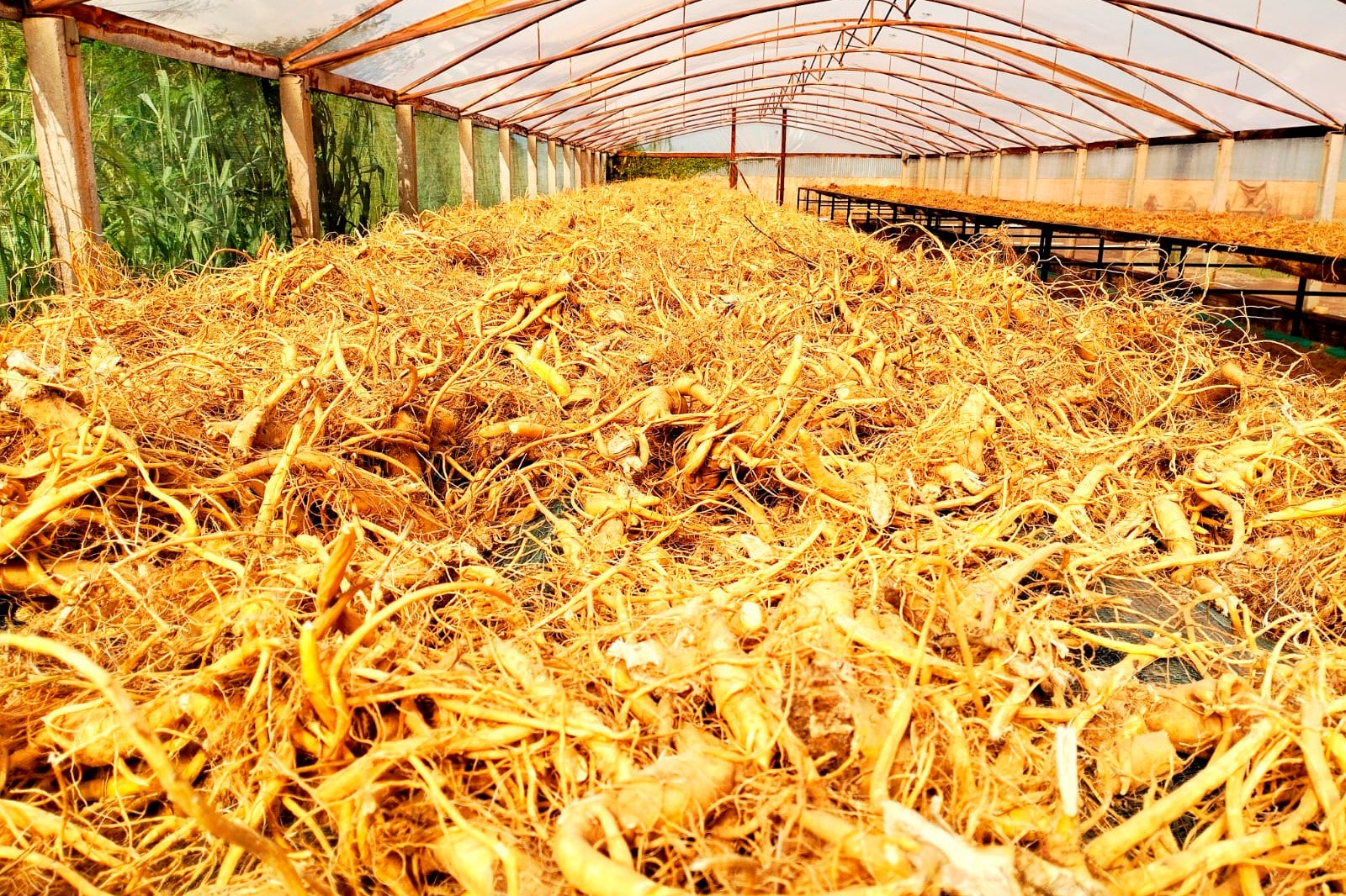 Ginseng de Querência do Norte é exportado para a França e ganha certificação nacional