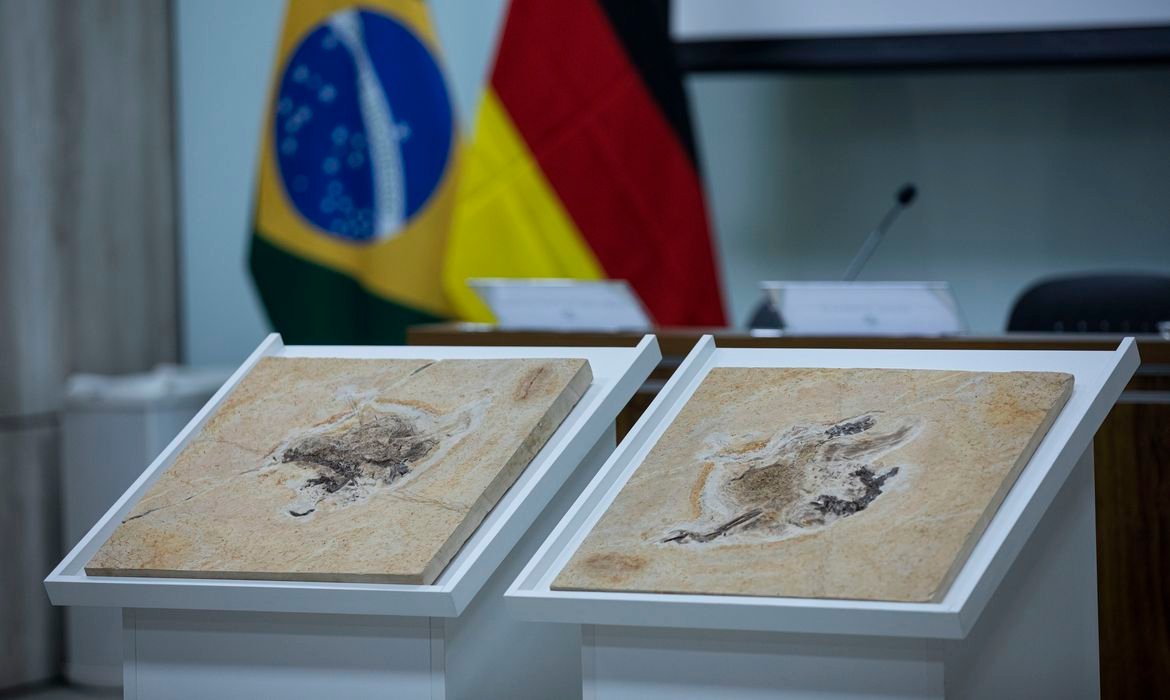 Colonialismo científico: a batalha do Brasil para recuperar fósseis em 14 países