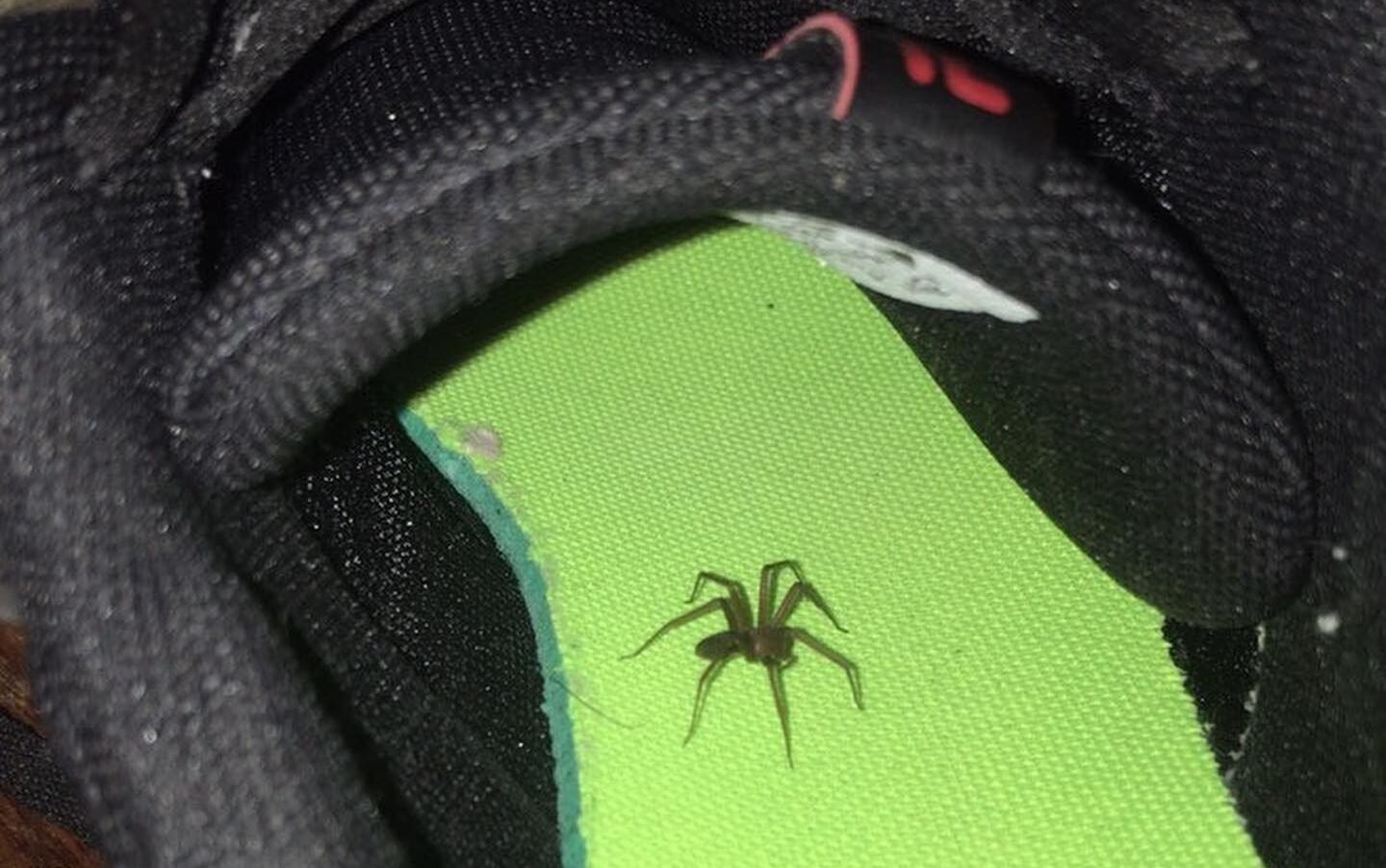 Aranha-Marrom no PR: como evitar acidentes e primeiros socorros