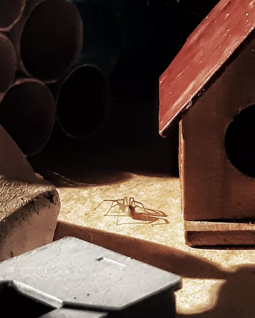 Aranha-Marrom no PR: como evitar acidentes e primeiros socorros
