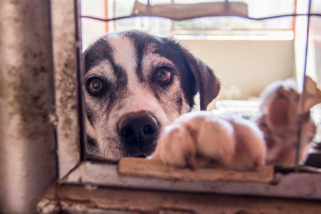 Selo Pet Seguro: nova lei em Curitiba prevê câmeras em pet shops para proteger animais