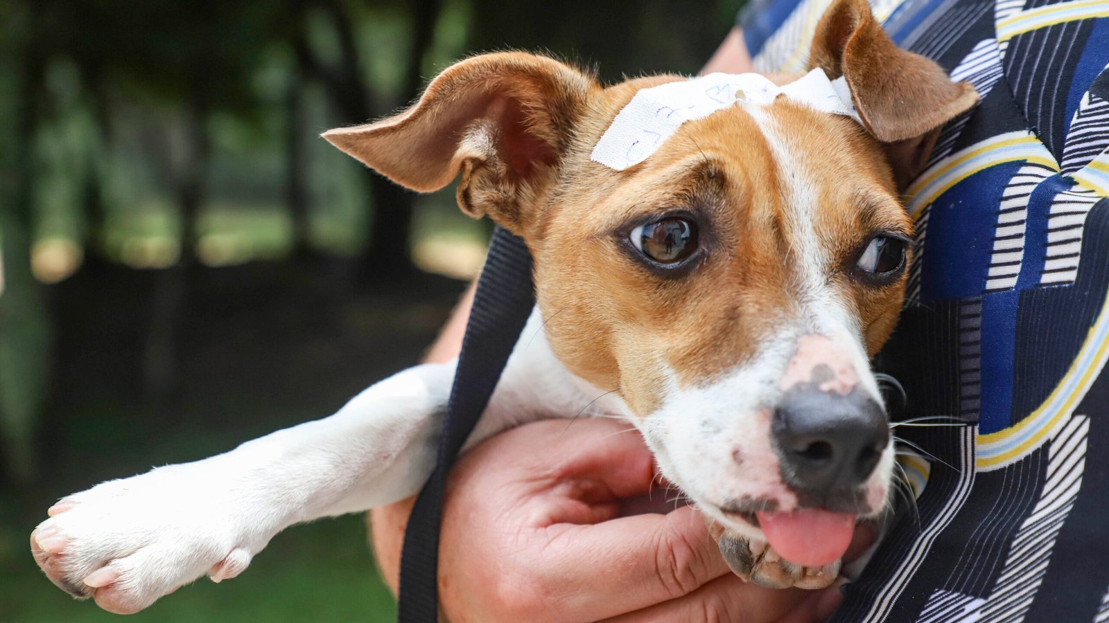 Selo Pet Seguro: nova lei em Curitiba prevê câmeras em pet shops para proteger animais
