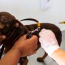 Saúde animal: Curitiba disponibiliza 12 mil consultas e vacinas gratuitas