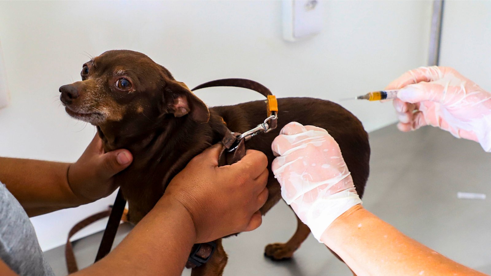 Saúde animal: Curitiba disponibiliza 12 mil consultas e vacinas gratuitas