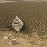 Brasil assume meta de restaurar 163 mil km² de solo até 2030