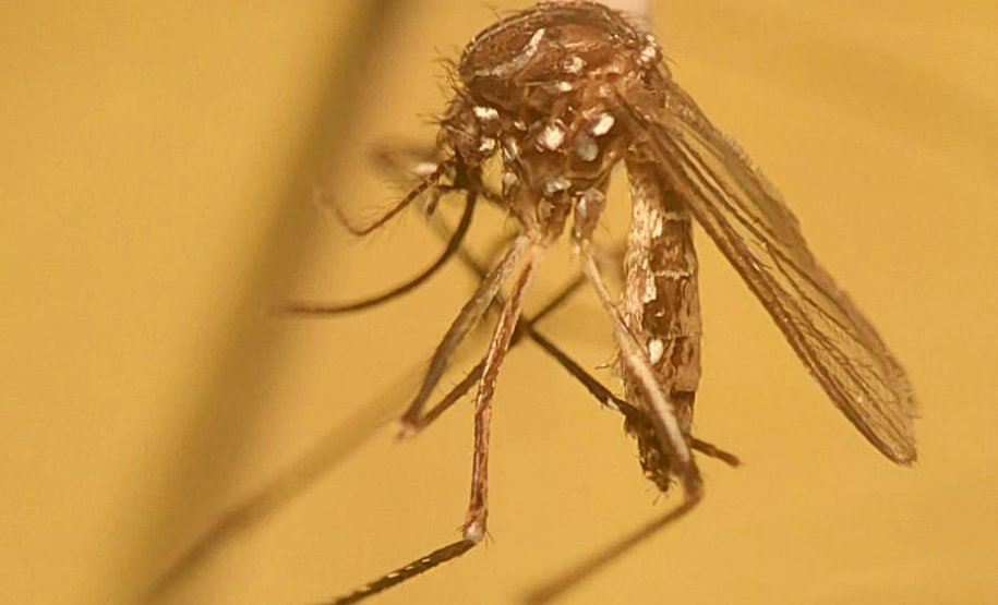 Método Wolbachia: Foz do Iguaçu terá 100% de cobertura contra a dengue