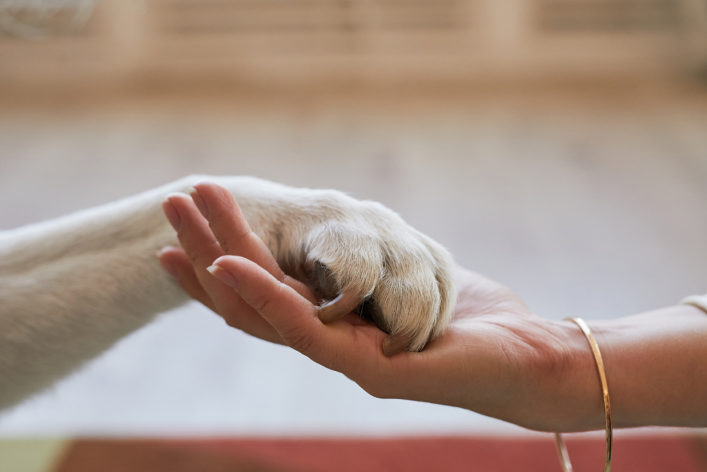 Sinais silenciosos de doenças nos pets que exigem atenção