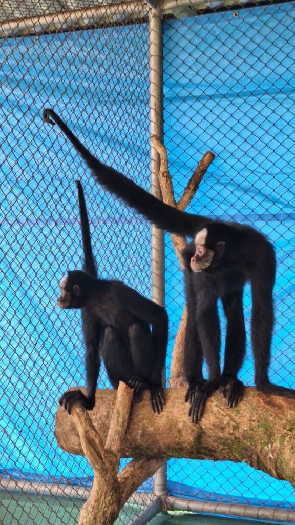 Cascavel recebe duas macacas-aranha ameaçadas de extinção para programa de conservação nacional