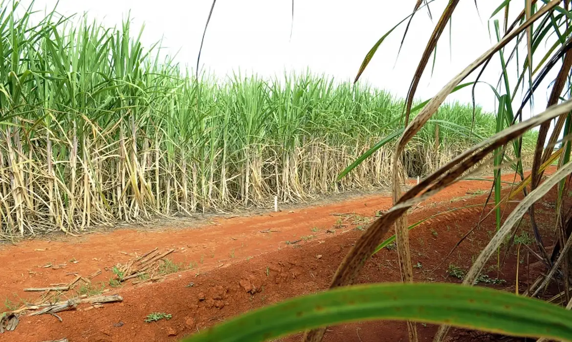 Clima favorável faz produção de cana disparar nas lavouras do PR