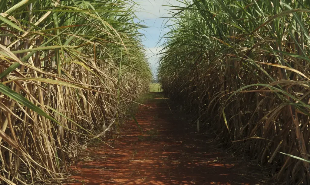 Clima favorável faz produção de cana disparar nas lavouras do PR