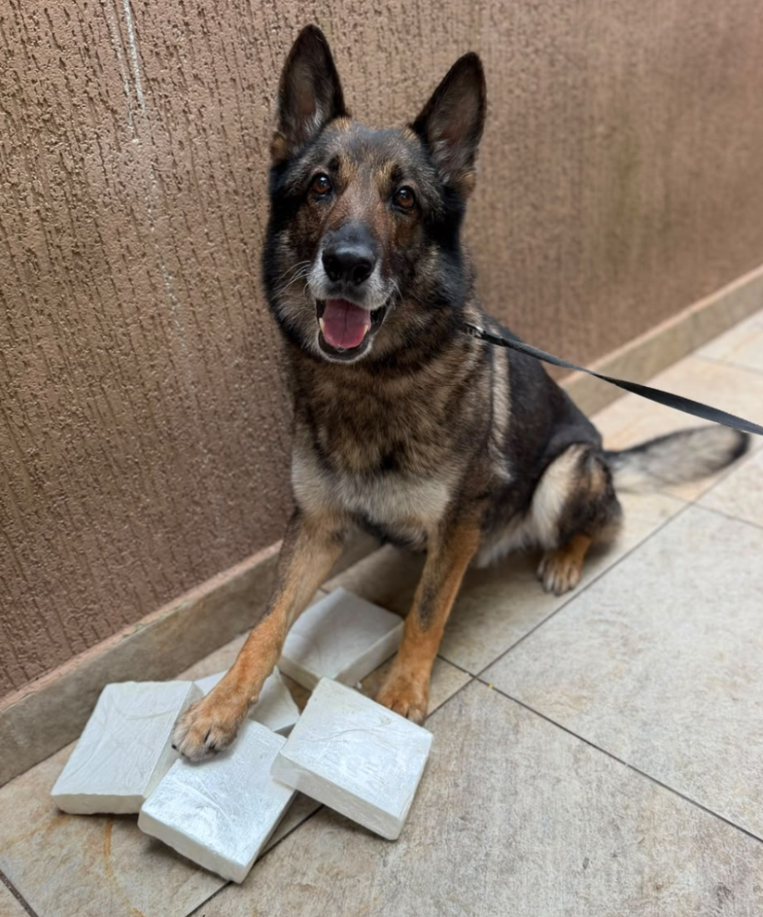 PCPR bloqueia R$ 5 milhões e prende 9 por tráfico em Curitiba