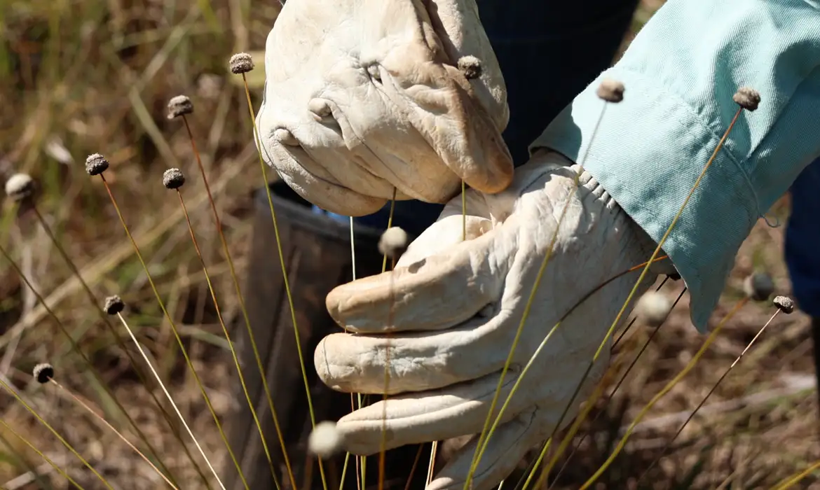 Plantas consideradas extintas reaparecem no Brasil e abrem novas portas para a ciência